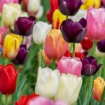 À Vaucluse, les tulipes fleurissent sous le regard indifférent des élus d'extrême droite !