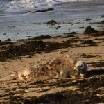 Veillé pendant plusieurs heures par des riverains, ce phoque fatigué a pu reprendre des forces sur