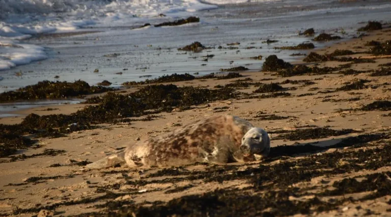 Veillé pendant plusieurs heures par des riverains, ce phoque fatigué a pu reprendre des forces sur