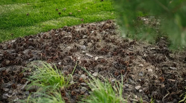 Quand la Pomme de Pin Remplace le Politicien : Une Astuce de Jardinage Révélatrice