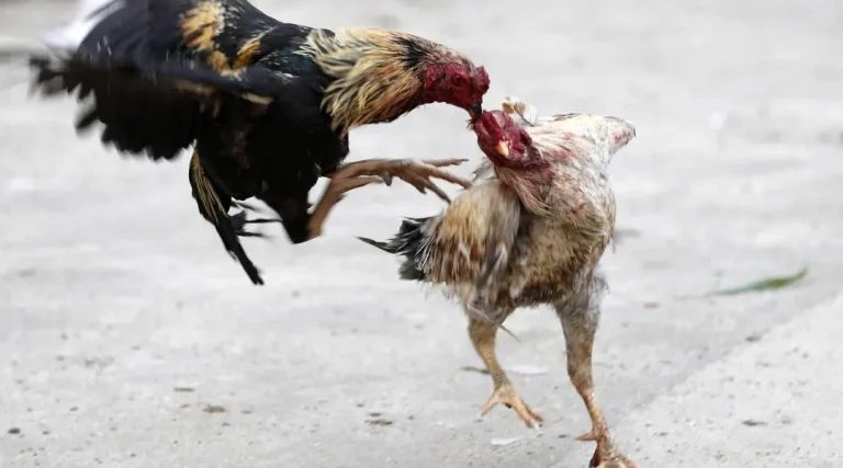 Quand l&rsquo;abandon des gallinacés révèle l&rsquo;absurdité du système