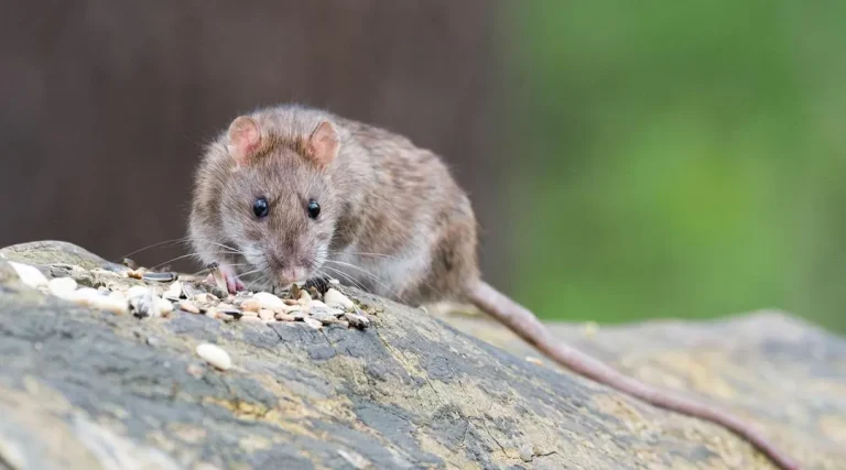 « Maison envahie par des rats : des riverains dénoncent une situation inquiétante dans le Nord »