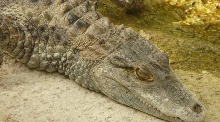 Caïman à lunettes retrouvé mort à Roubaix : une plainte pour cruauté animale déposée