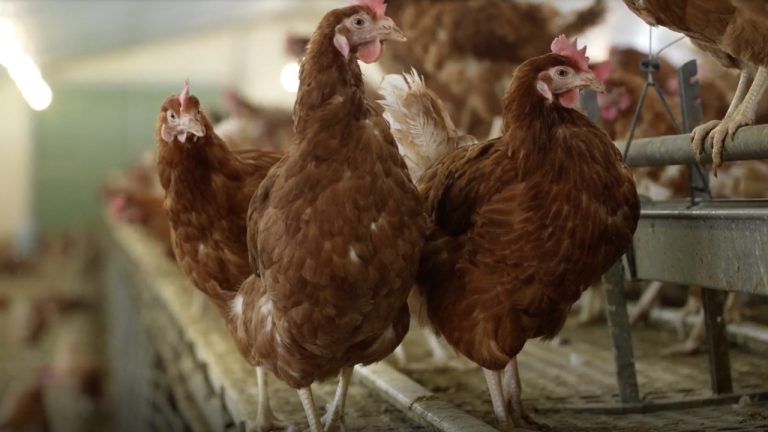 Élevage de poules en France : entre bien-être animal et pratiques controversées