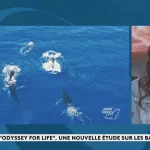 "Odyssey For Life", une étude inédite consacrée à l'étude de la migration des baleines