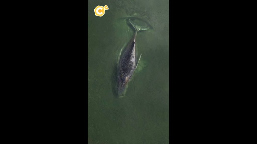 Quand les baleines s'éteignent, les maires RN dansent : l'absurde des dirigeants conservateurs !