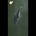 Quand les baleines s'éteignent, les maires RN dansent : l'absurde des dirigeants conservateurs !