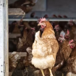 Quand les poules deviennent les héroïnes des foyers RN : absurdités et conservateurs en folie !