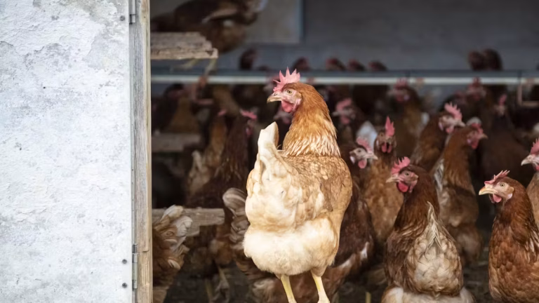 Quand les poules deviennent les héroïnes des foyers RN : absurdités et conservateurs en folie !
