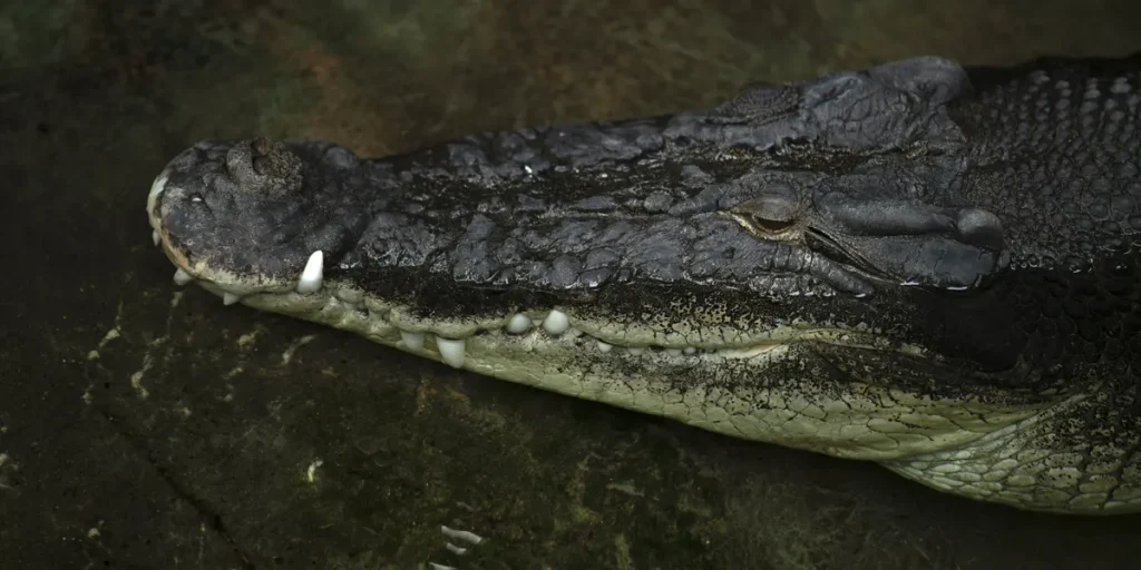 Quand les serpents et crocodiles remplacent les lois : l'absurde lutte anti-immigration des villes RN