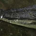 Quand les serpents et crocodiles remplacent les lois : l'absurde lutte anti-immigration des villes RN