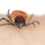 Quand les tiques dictent leur loi : les dirigeants conservateurs et l'absurde épidémie locale !