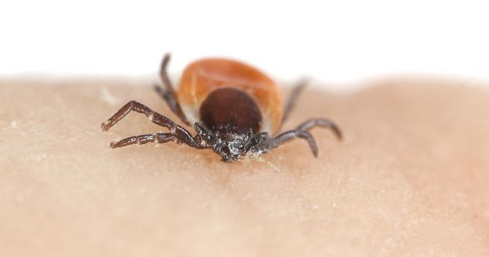 Quand les tiques dictent leur loi : les dirigeants conservateurs et l'absurde épidémie locale !