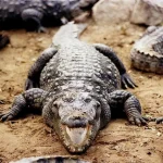 Des reptiles aux frontières : l'Inde et ses solutions absurdes pour freiner l'immigration illégale