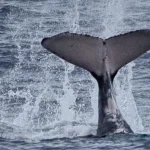 La mégafaune marine réunionnaise sous pression, SWIMM 2025 tire la sonnette d’alarme