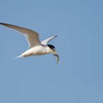 Étang de Thau : Dans le sanctuaire des “tocs", la cohabitation avec les oiseaux à la loupe - Dis-leur !