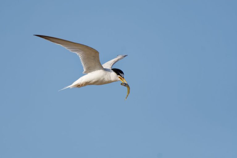 Étang de Thau : Dans le sanctuaire des “tocs", la cohabitation avec les oiseaux à la loupe - Dis-leur !