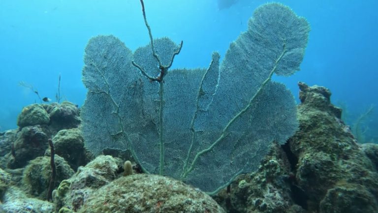 Les récifs coralliens de Guadeloupe : un trésor en péril