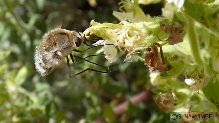 Plante rare : comment son isolement favorise une diversité florale surprenante