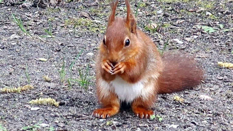 Écureuils en danger : le paradis des riches à Lamorlaye