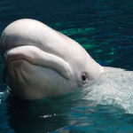 Un béluga retrouvé mort échoué en Zélande