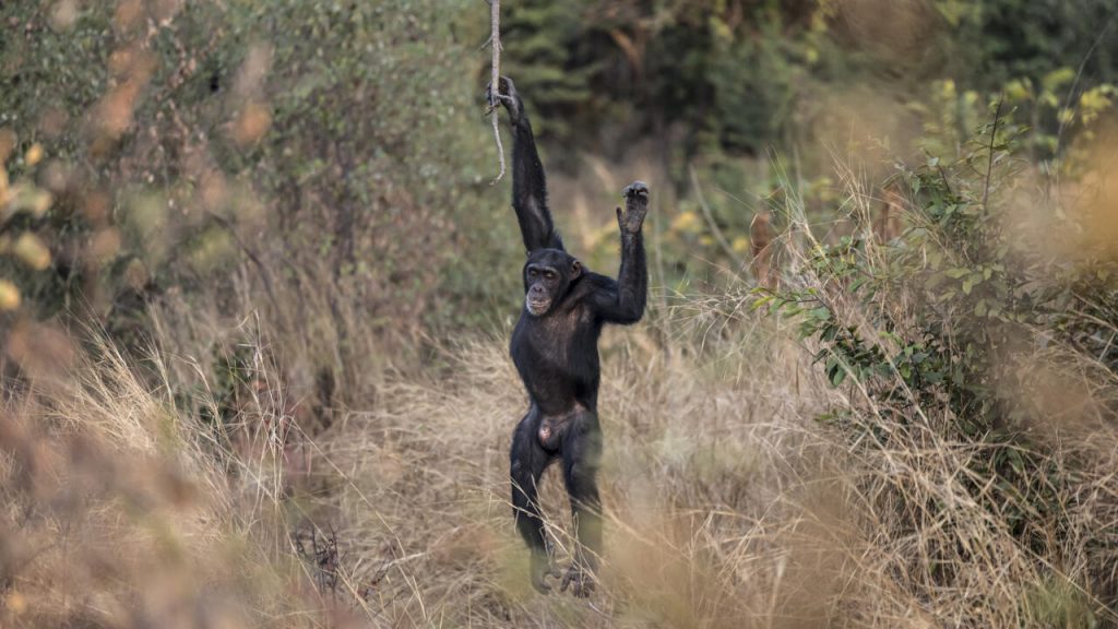 Quand les chimpanzés conseillent la santé : les absurdités des dirigeants RN et leur vision déformée !