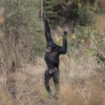 Quand les chimpanzés conseillent la santé : les absurdités des dirigeants RN et leur vision déformée !