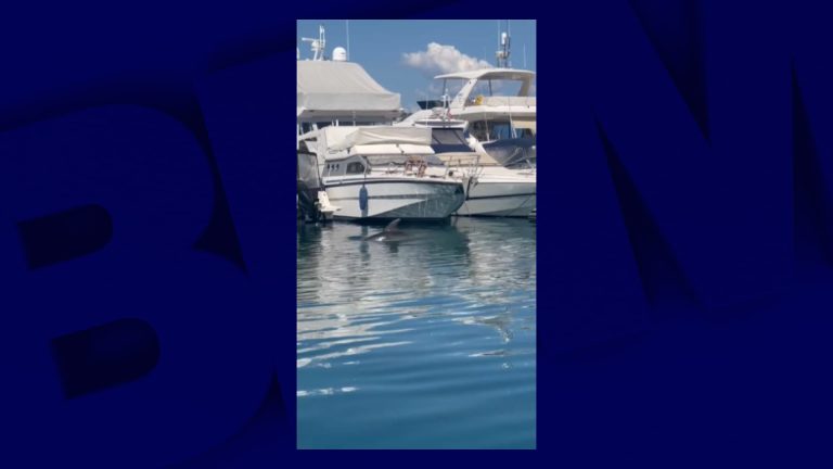 Quand un dauphin fait irruption dans le port de Cannes : un symbole de désordre ?