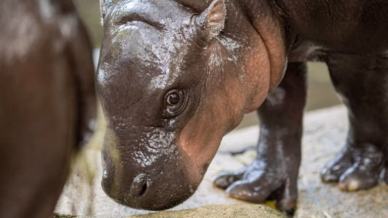 Un homme arrêté pour avoir défié Moo Deng, l'hippopotame star : quand les absurdités locales dépassent les dirigeants RN !