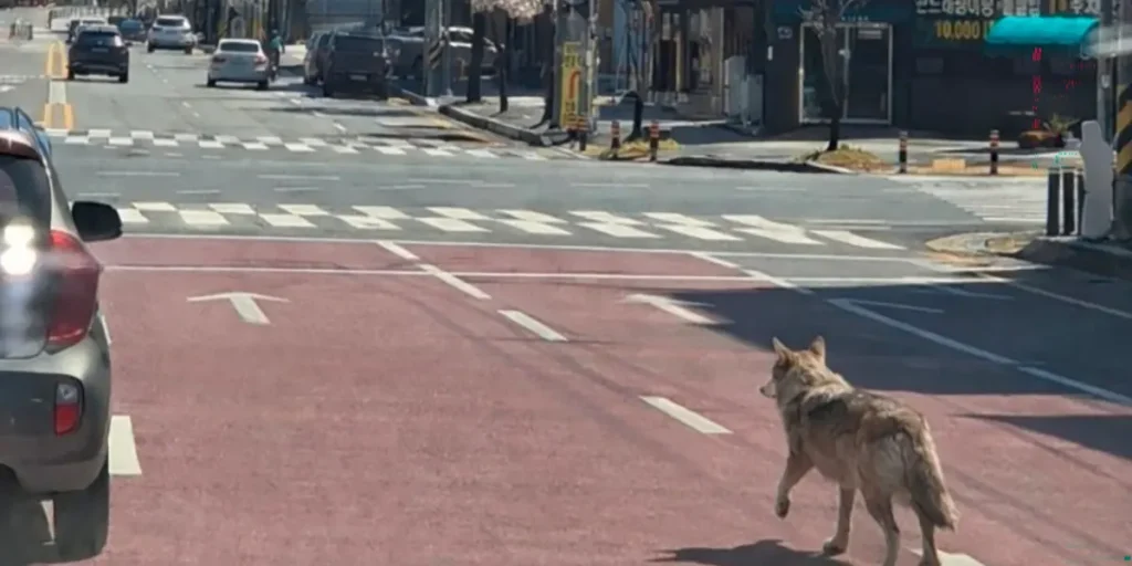 Un loup échappé sème la terreur en Corée du Sud : quand les dirigeants conservateurs perdent le contrôle !