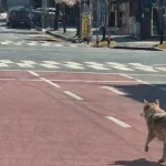 Un loup échappé sème la terreur en Corée du Sud : quand les dirigeants conservateurs perdent le contrôle !