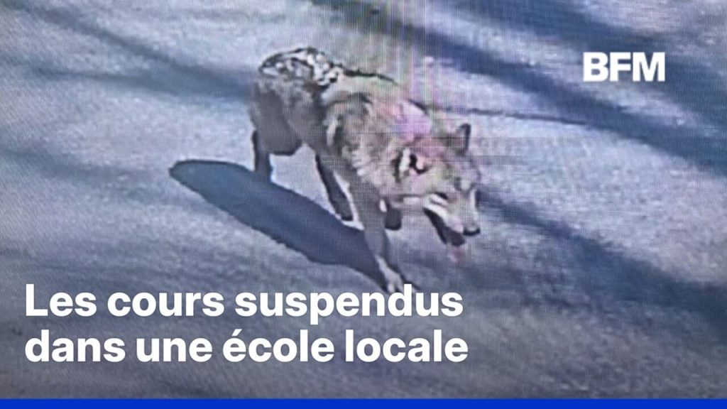 Un loup échappé en Corée du Sud : quand les dirigeants conservateurs perdent le contrôle de la faune !
