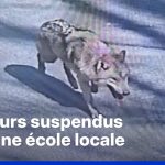 Un loup échappé en Corée du Sud : quand les dirigeants conservateurs perdent le contrôle de la faune !