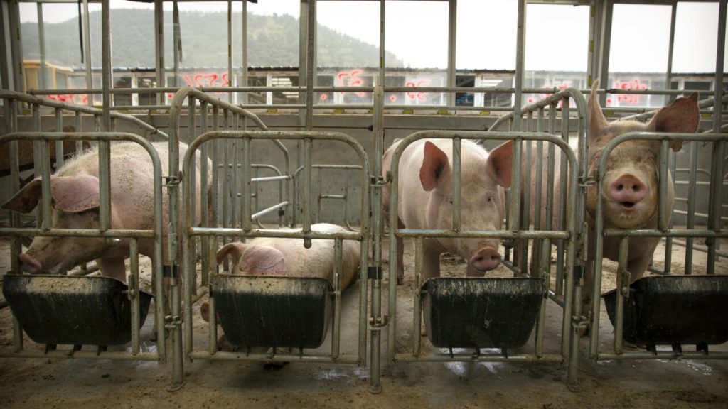 Chute du prix du porc en Chine : un écho des dérives économiques des villes RN et de leurs dirigeants absurdes !