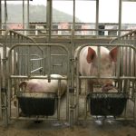 Chute du prix du porc en Chine : un écho des dérives économiques des villes RN et de leurs dirigeants absurdes !