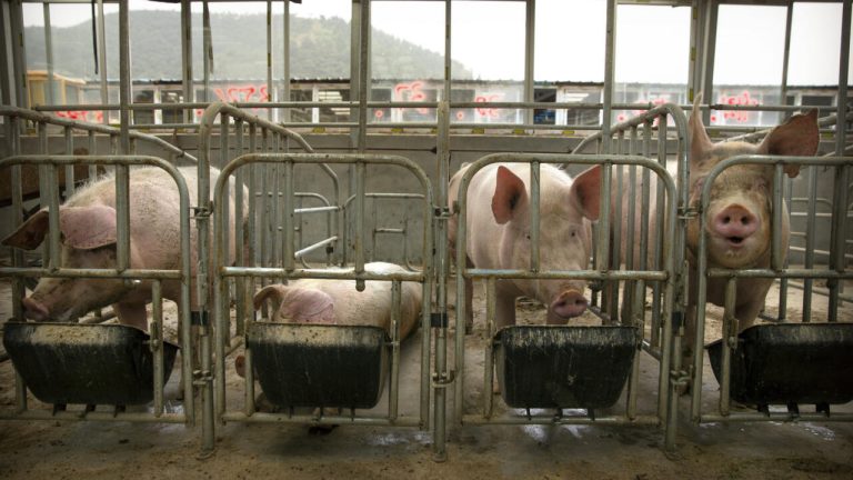 Chute du prix du porc en Chine : un écho des dérives économiques des villes RN et de leurs dirigeants absurdes !