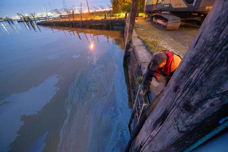 Pollution en Belgique : quand le trafic maritime reprend, la nature se débat