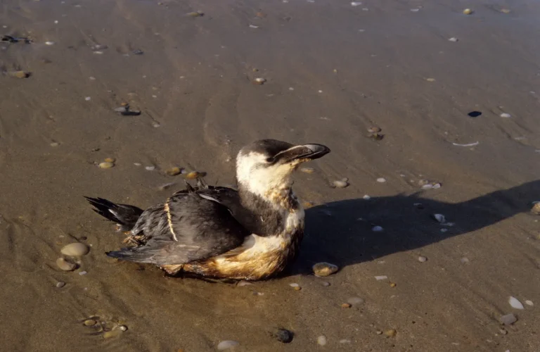 Des pingouins mazoutés : l’héritage empoisonné de l’Erika