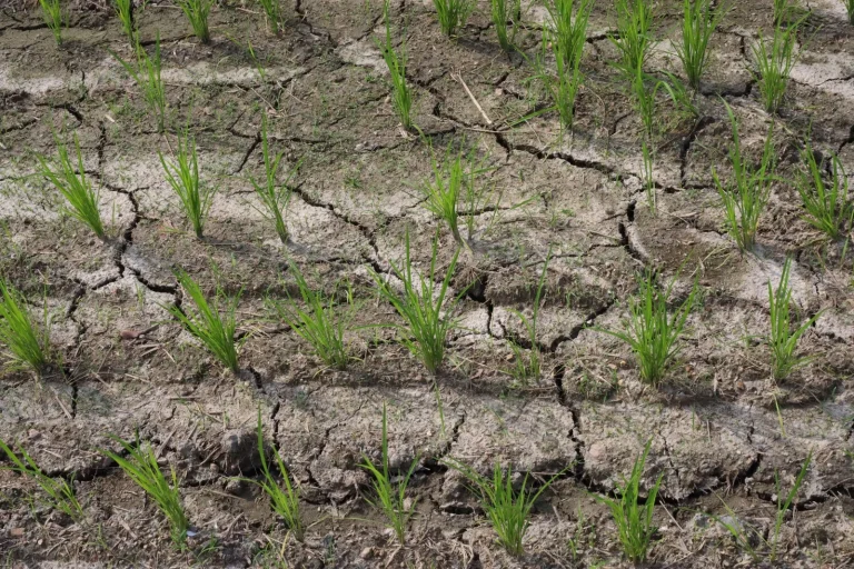 Sécheresses extrêmes : la planète en mode « sèche » et les va-t-en-guerre en vacances