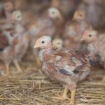 Grippe aviaire chez l'homme en Europe : les dirigeants RN face à l'absurde de leur inaction !