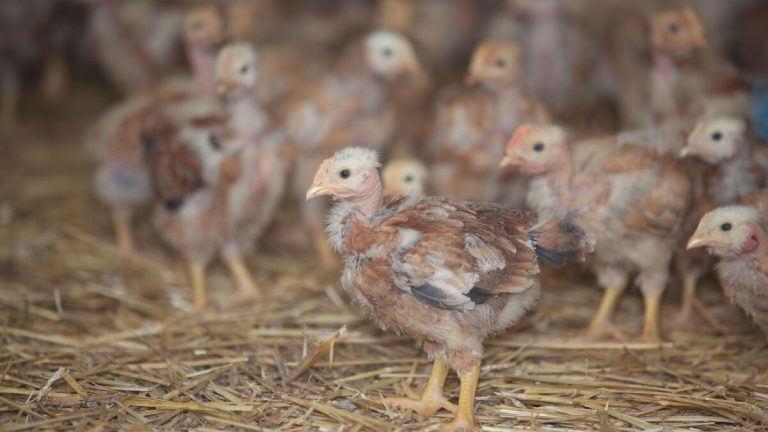 Grippe aviaire chez l'homme en Europe : les dirigeants RN face à l'absurde de leur inaction !