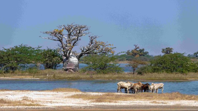 Voyage au cœur du Sine Saloum : Une immersion authentique