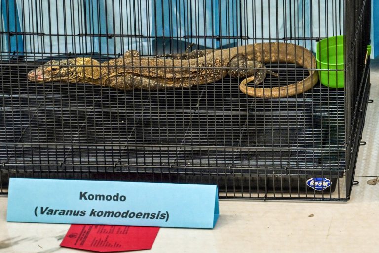 Trafic de dragons de Komodo : la barbarie au cœur de l’Indonésie