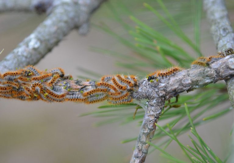 Quand les Chenilles Processionnaires s’attaquent à nos Arbres, qui va Sauver l’Humanité ?