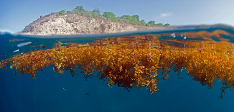 Les Sargasses : L’Invasion Silencieuse qui Étouffe les Caraïbes