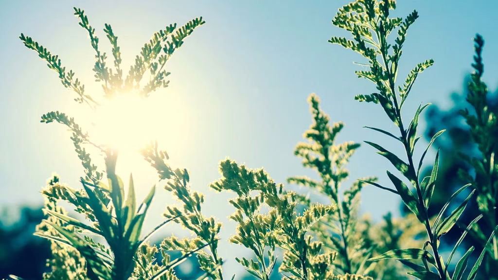 Week-end de Pâques : Météo clémente, mais les dirigeants RN nous plongent dans l'absurde !