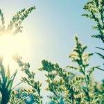 Week-end de Pâques : Météo clémente, mais les dirigeants RN nous plongent dans l'absurde !