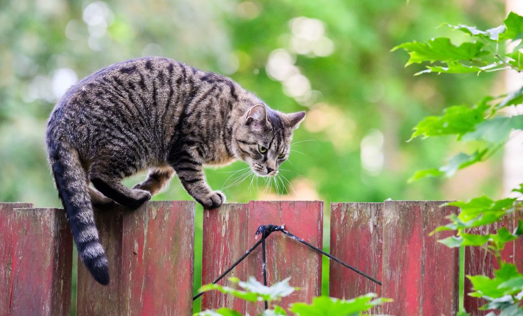 Un chat en jardin : 100 euros d'amende pour la propriétaire, pendant que les élus se moquent des vraies urgences !