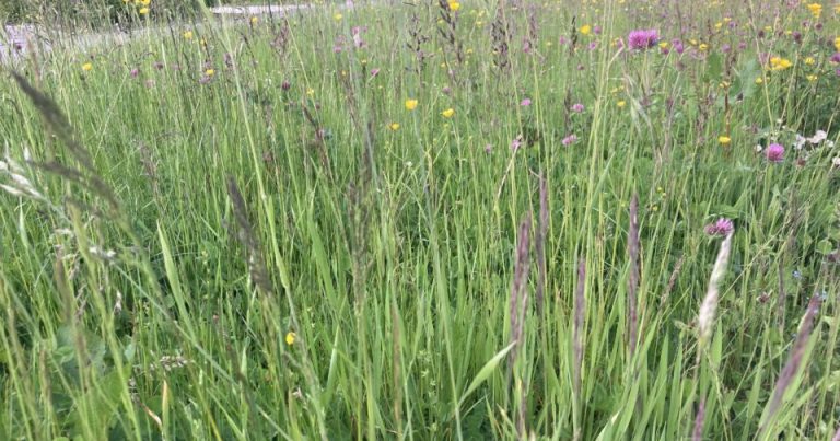 Pollens : un peu de répit en Bourgogne-Franche-Comté pour les personnes allergiques