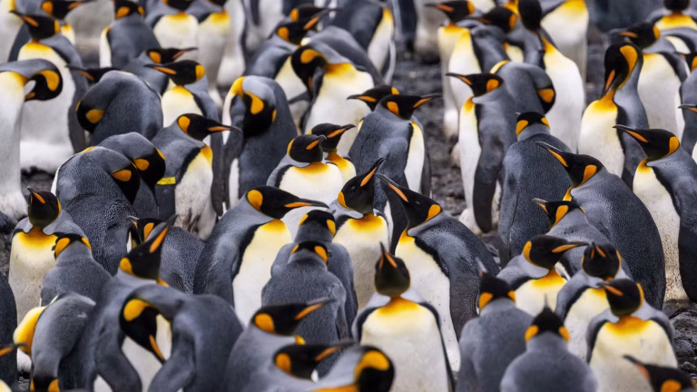 Les manchots empereurs : victimes d’un changement climatique… et d’un changement de discours
